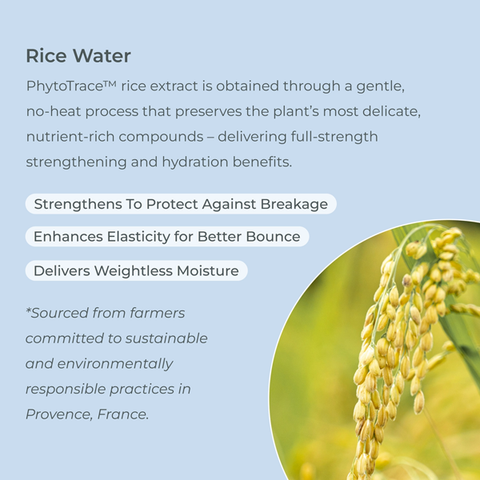 EVOLVh SmartCurl Rice Water Extract Ingredient Spotlight
